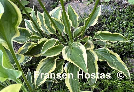 Hosta Hearts Galore